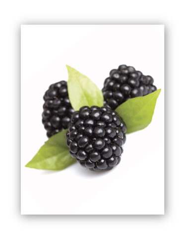 Blackberries Produce Board